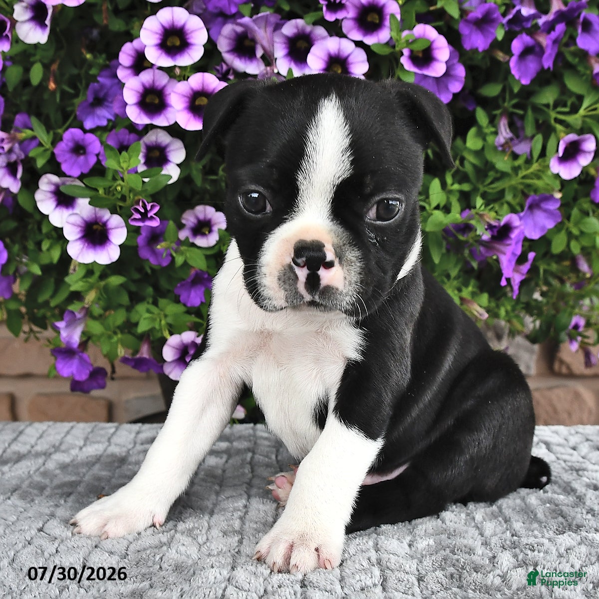 Boston Terrier dogs Kyle - Ad 1