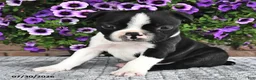 Boston Terrier dogs for sale: Kyle - Ad 1