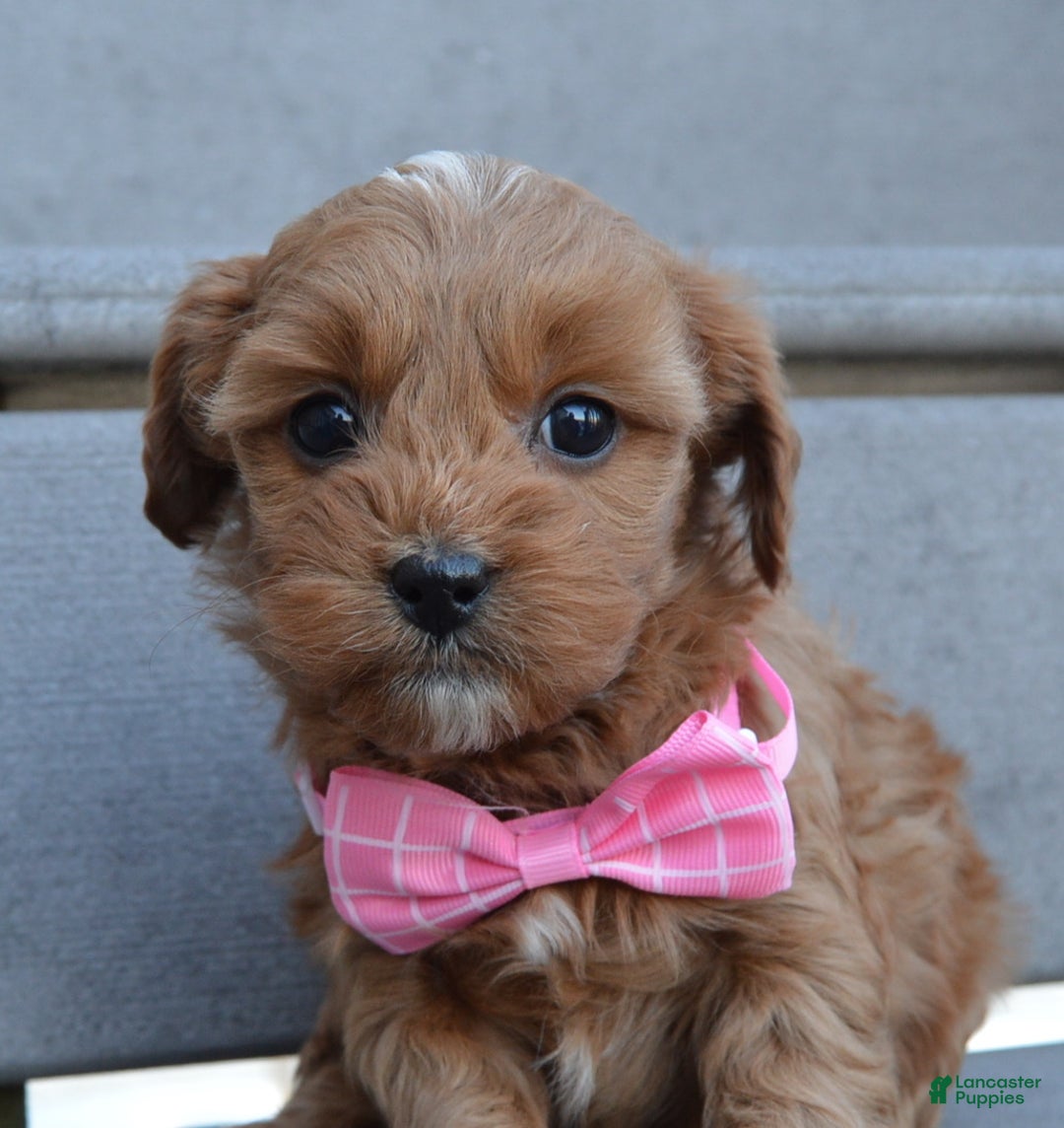 Cockapoo dogs for sale: Cookie - Ad 3