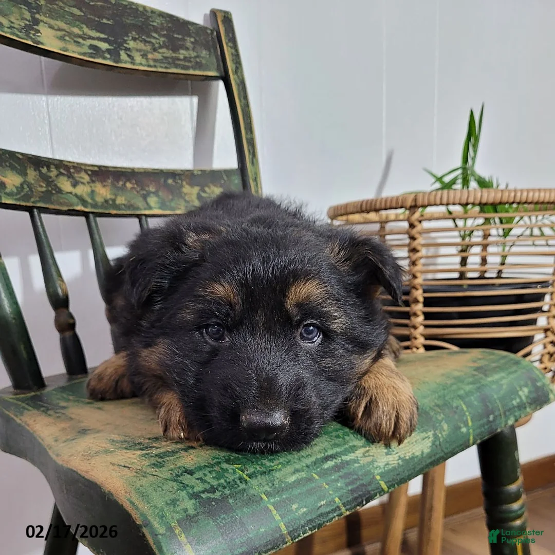 German Shepherd dogs for sale: King - Ad 4