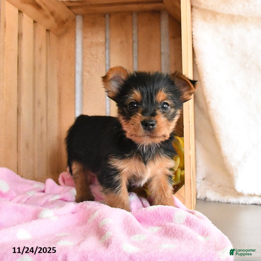 Yorkshire Terrier dogs Hickory - Ad 42