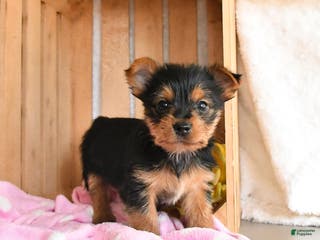 Yorkshire Terrier dogs Hickory - Ad 32