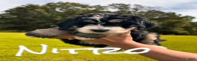 Nittzo