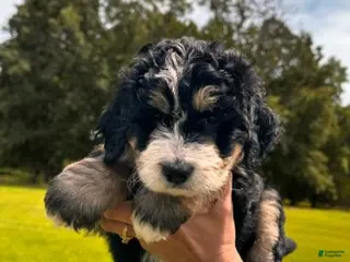 Bernedoodle dogs Nittzo - Ad 31