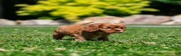 Cavalier King Charles Spaniel dogs for sale: Violet Cavalier King Charles Spaniel  - Ad 3