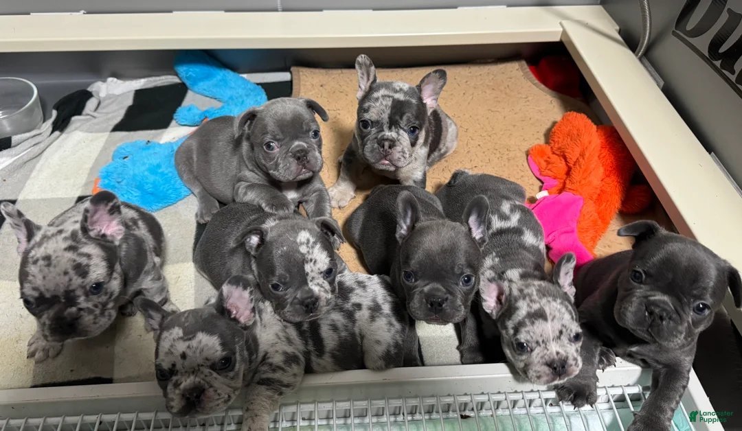 French Bulldog dogs for sale: Kenny - Ad 2