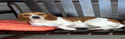 Beagle dogs for sale: Beagle Puppy 3 - Ad 2