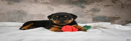 Rottweiler dogs for sale:  Callie 🌸 - Ad 9