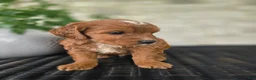 Mini Goldendoodle dogs for sale: Mini Goldendoodle Puppy 4 - Ad 5