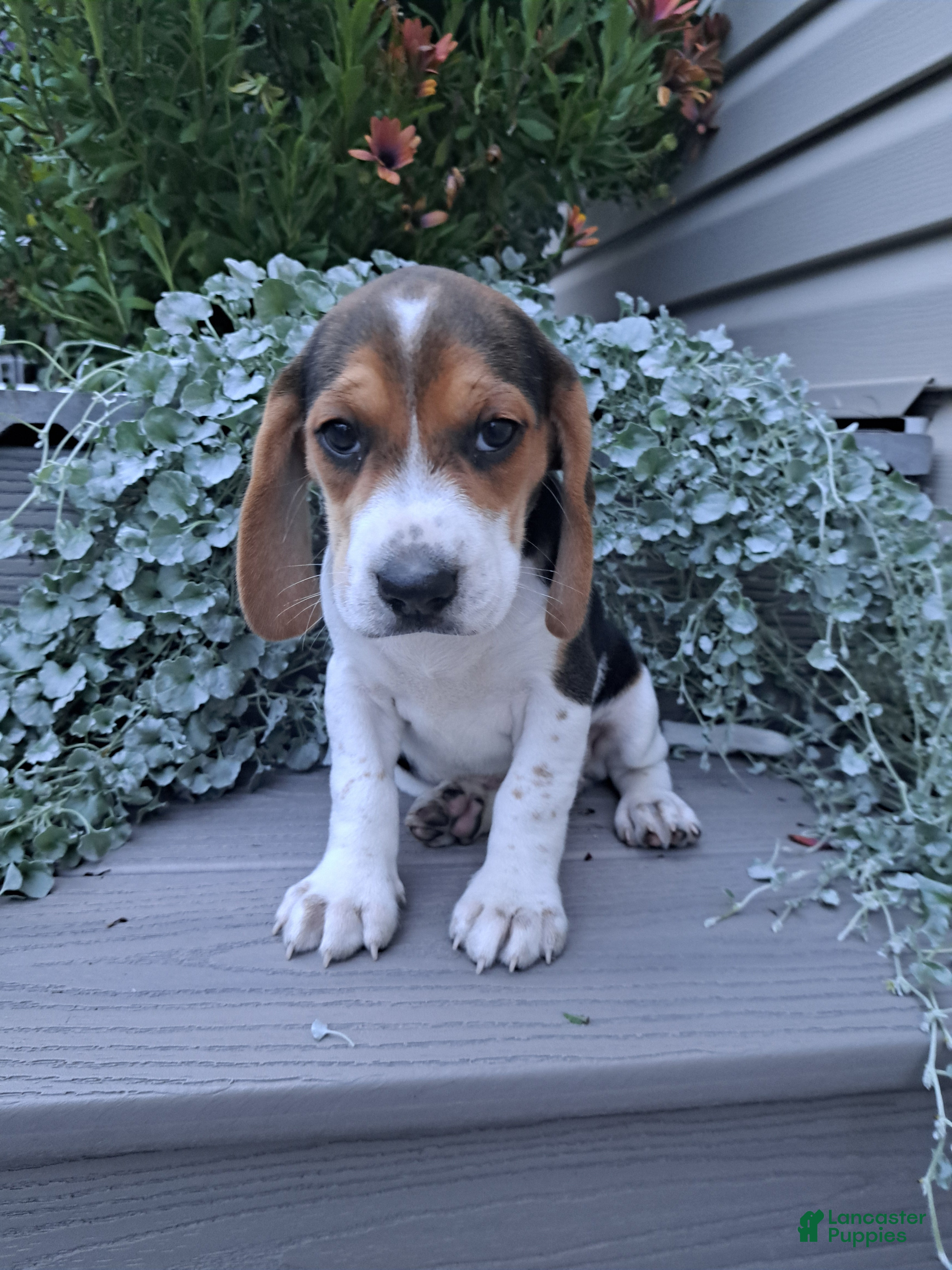 Beagle dogs BONNIE - Ad 1