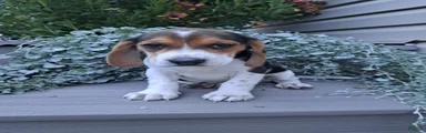 BONNIE
