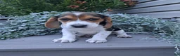 Beagle dogs for sale: BONNIE - Ad 1