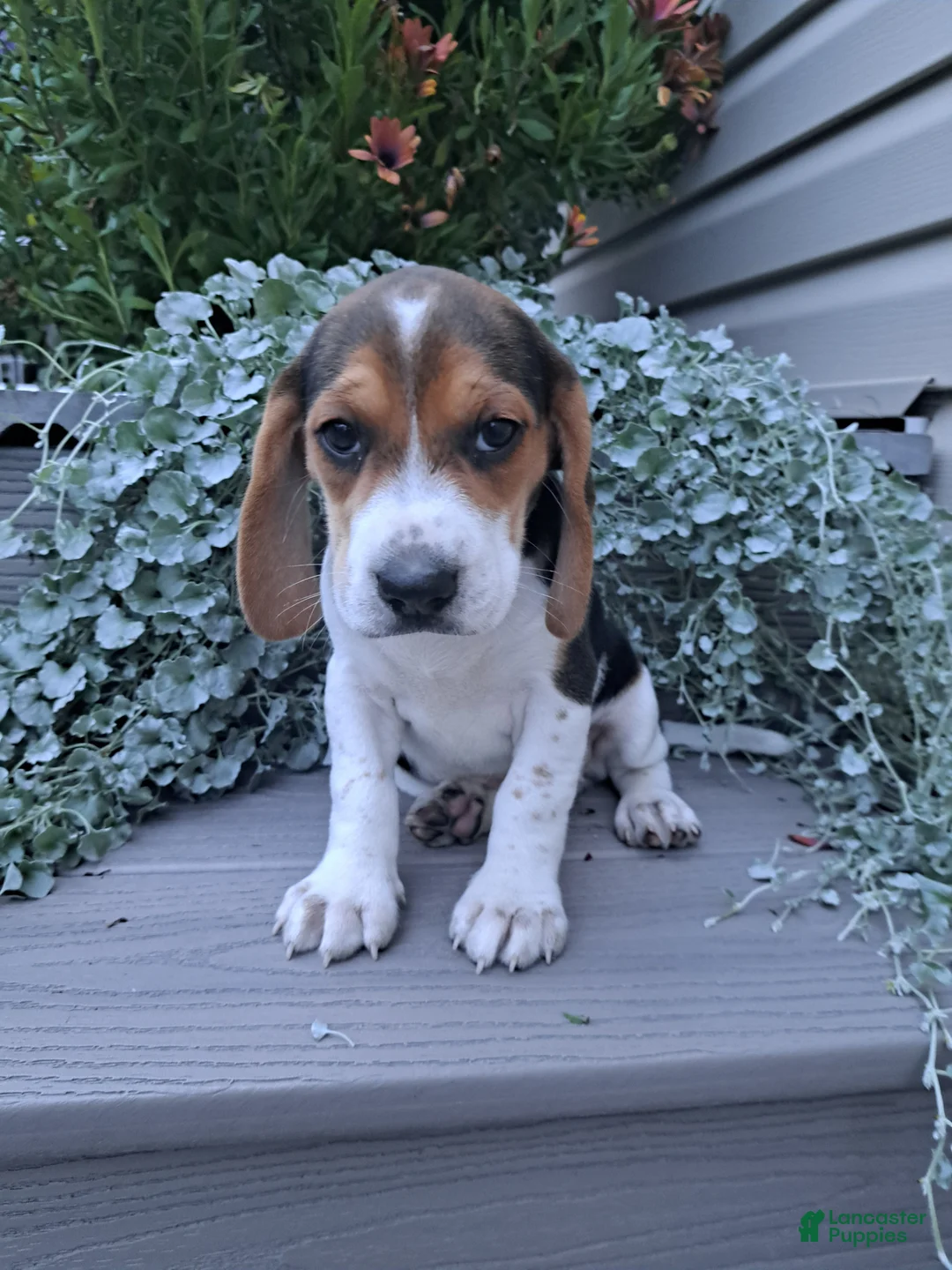 Beagle dogs for sale: BONNIE - Ad 1