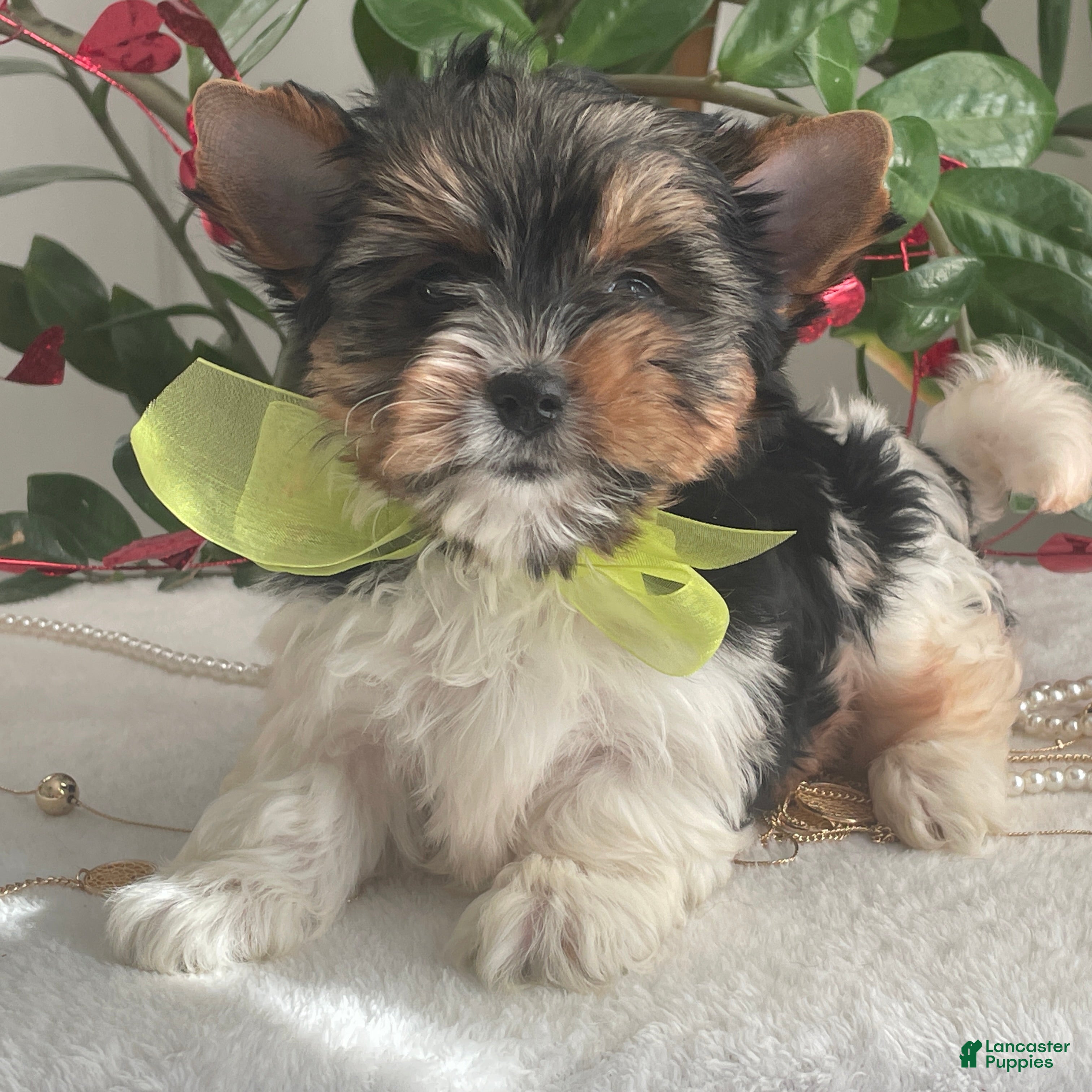 Biewer Terrier dogs Tony - Ad 3
