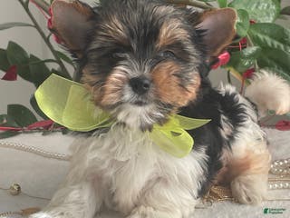 Biewer Terrier dogs Tony - Ad 3