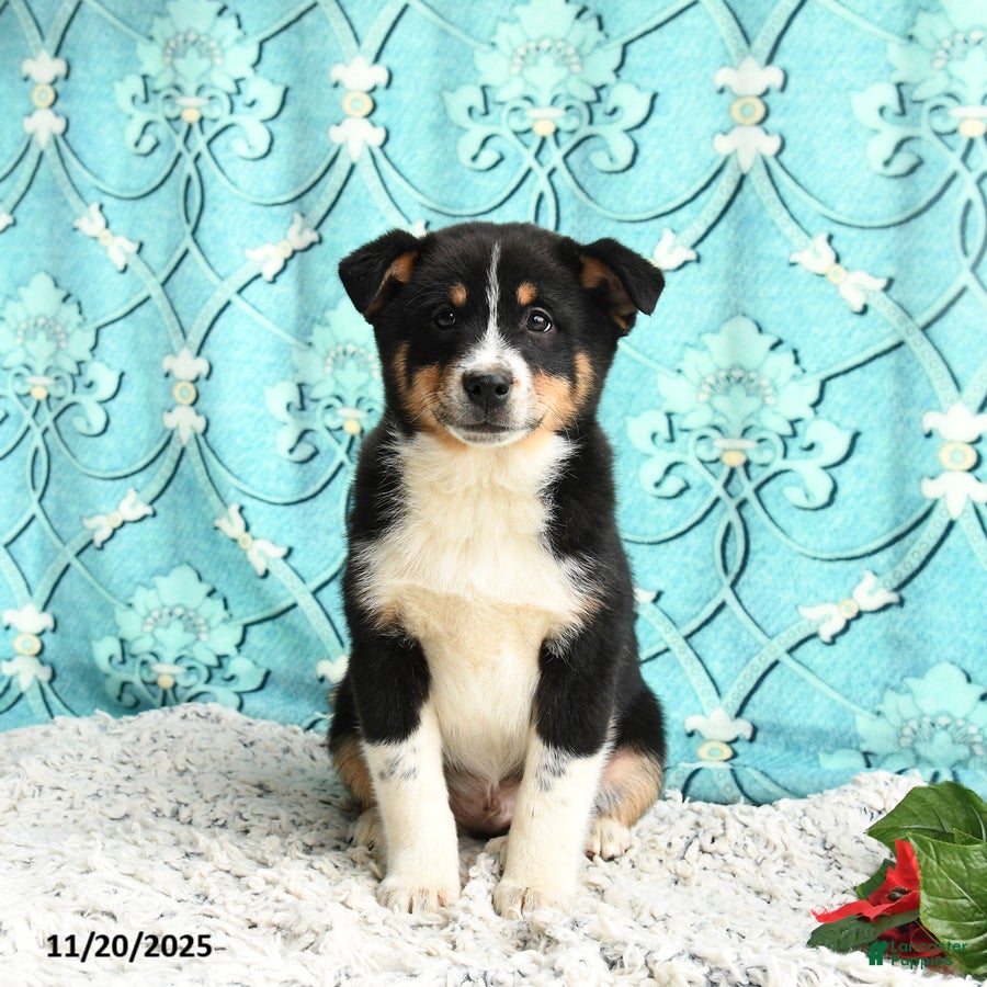 Mixed Breed dogs Moki - Ad 16