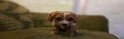 Cavapoo dogs for sale: Wren - Ad 7