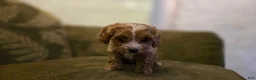 Cavapoo dogs for sale: Wren - Ad 7