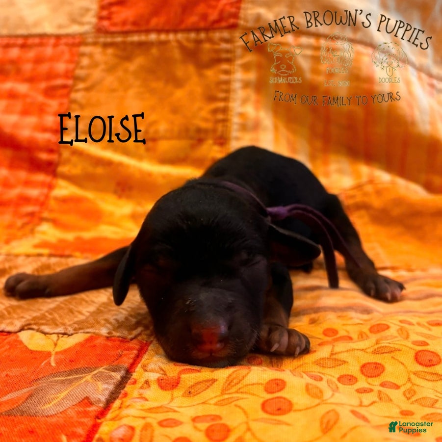 Mixed Breed dogs Eloise - Ad 34