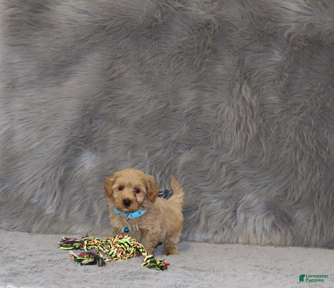Havapoo dogs for sale: Phoenix 💙 Minature - Ad 2