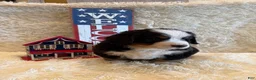 Bernese Mountain Dog dogs for sale: John - Ad 12