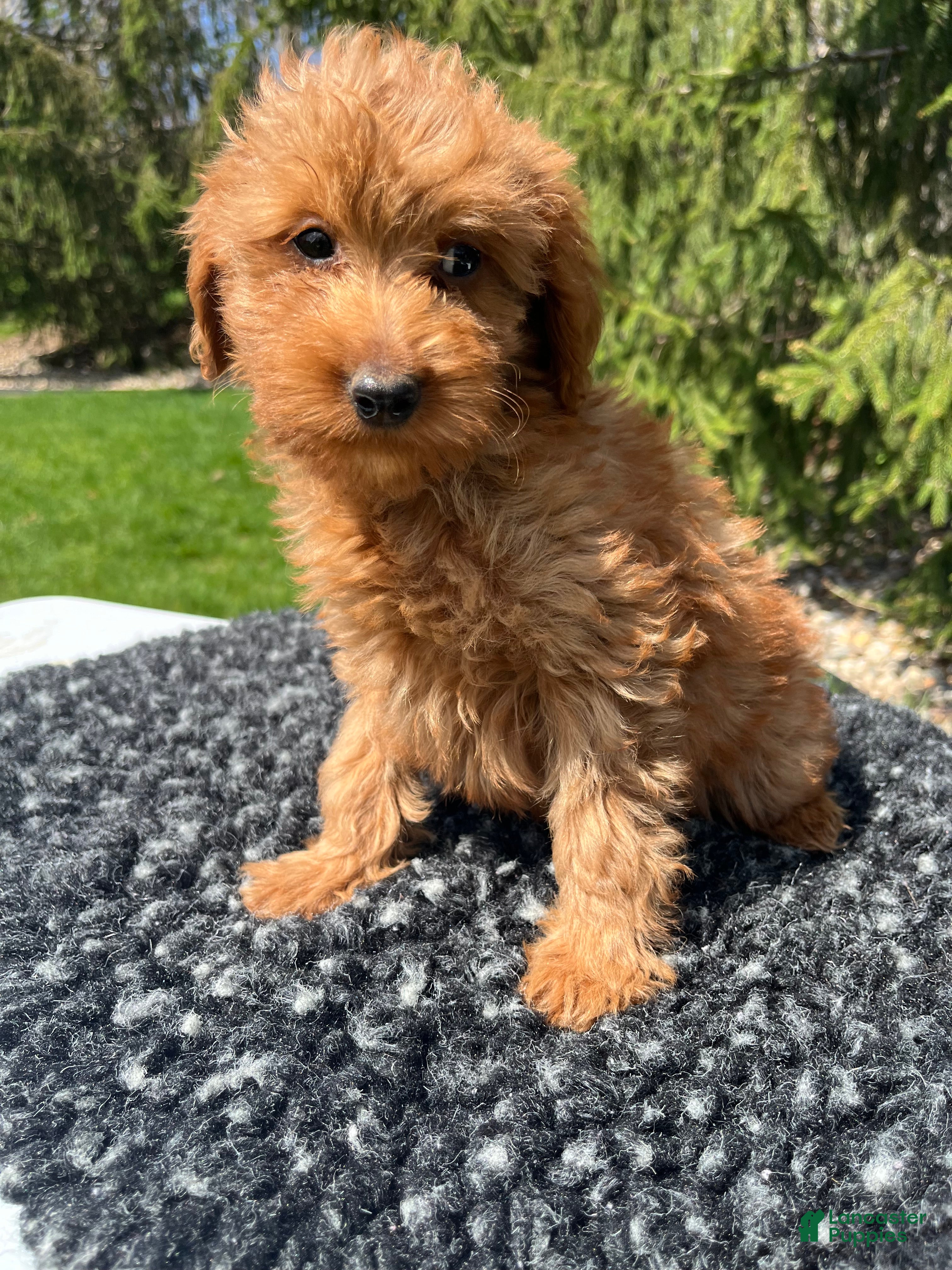 Mini Goldendoodle dogs Lucy - Ad 2
