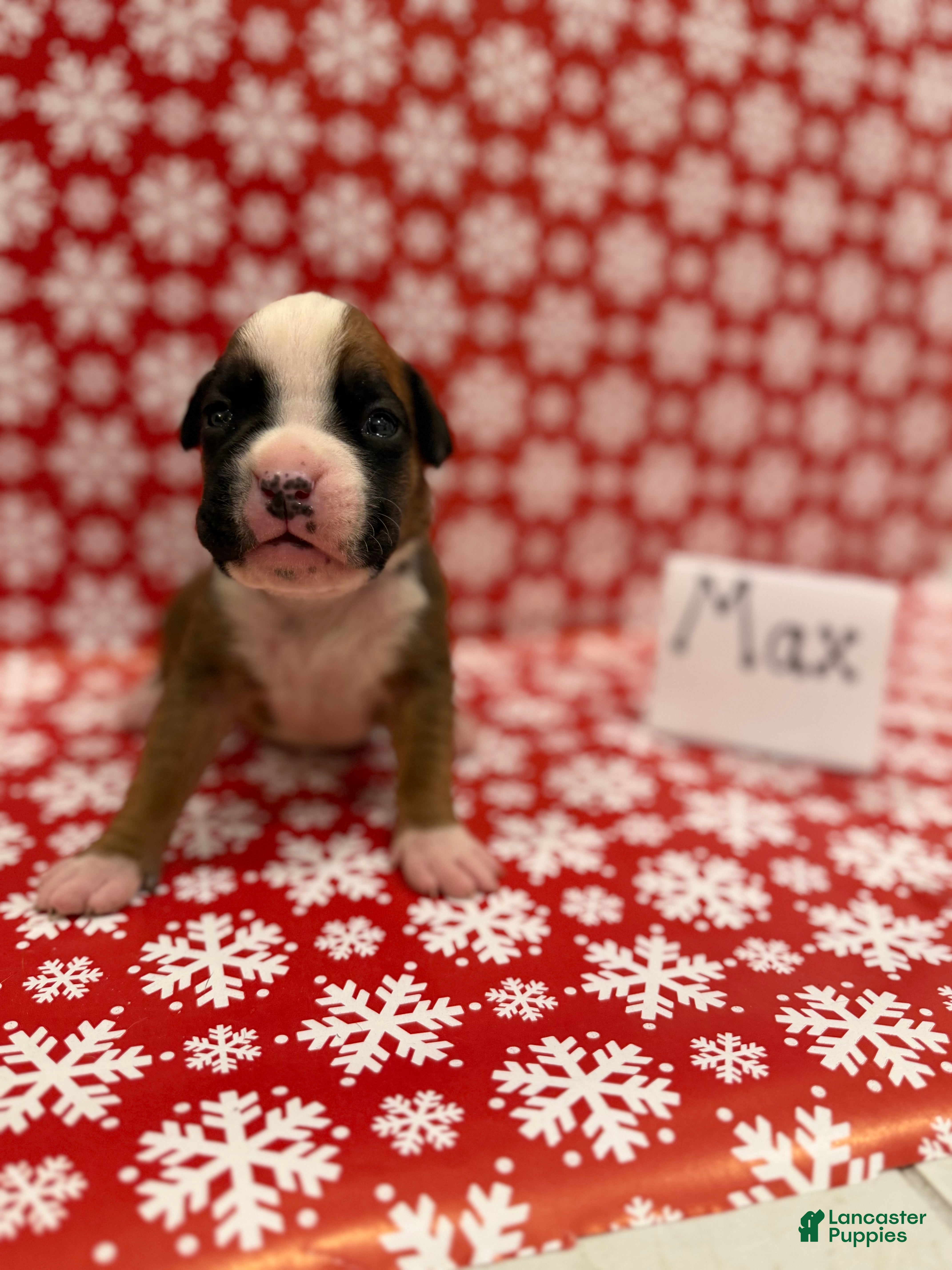 Boxer dogs Max - Ad 35