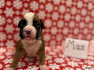 Boxer dogs Max - Ad 35