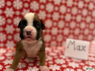 Boxer dogs Max - Ad 40