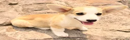 Welsh Corgi Pembroke dogs for sale: DEXER - Ad 6