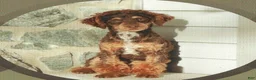 Cockapoo dogs for sale: Oliver - Ad 6