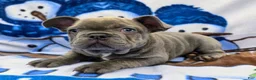French Bulldog dogs for sale: Hunter - Ad 1