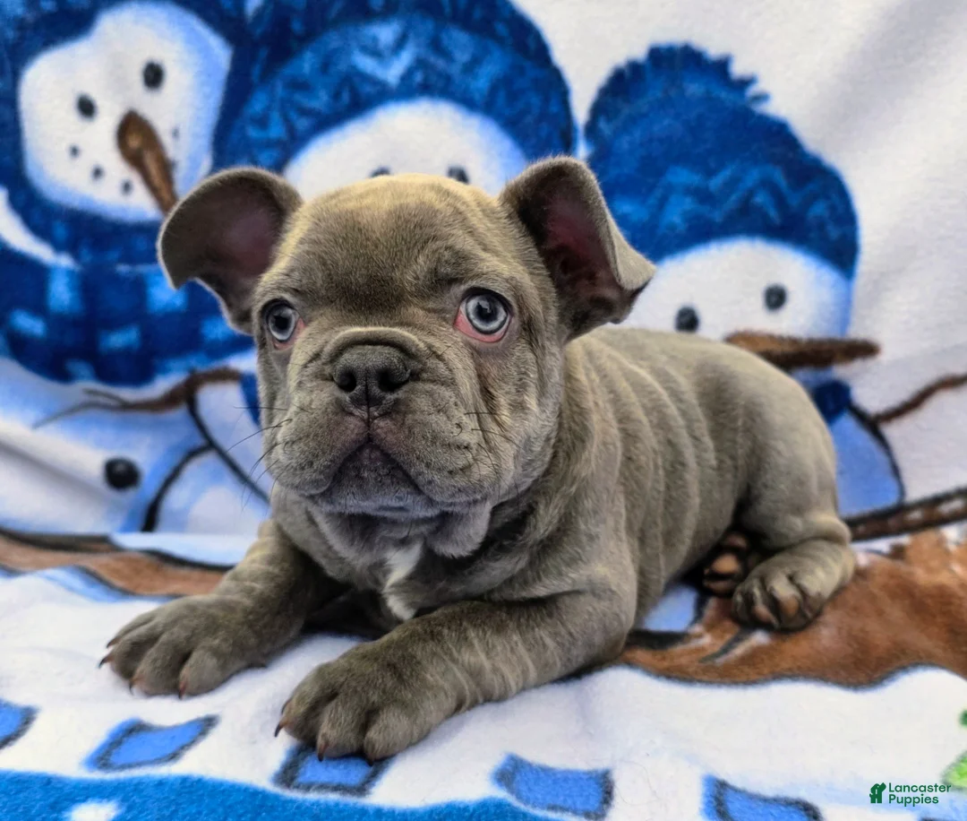 French Bulldog dogs for sale: Hunter - Ad 1