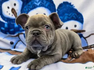 French Bulldog dogs Hunter - Ad 38
