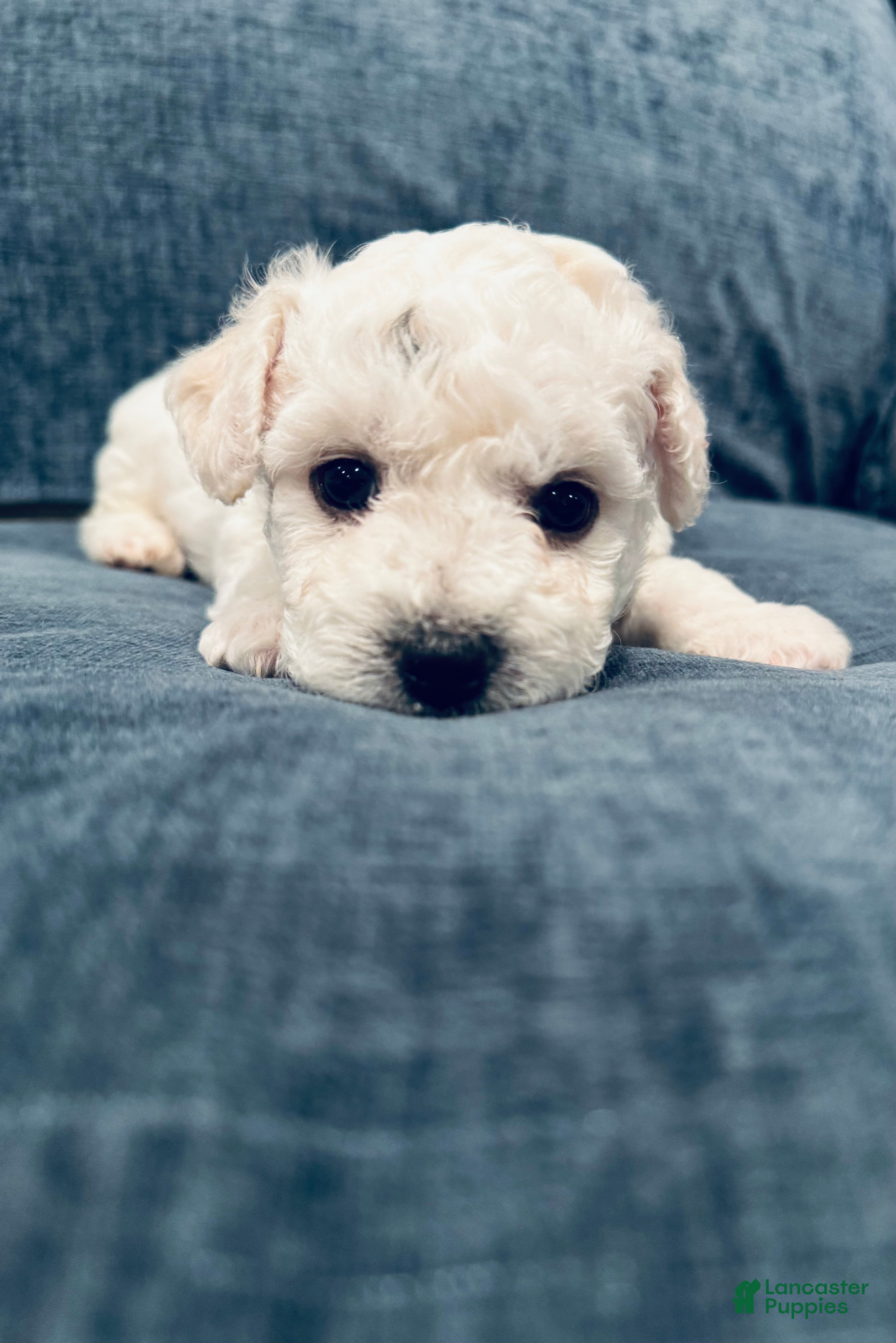 Bichon Frise dogs Bichon Frise 3 - Ad 41