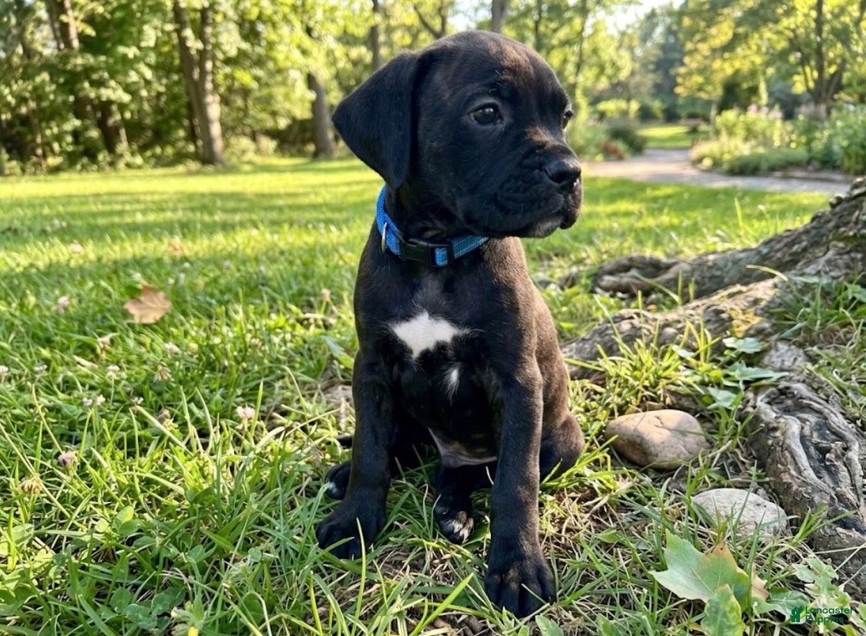 Cane Corso dogs Rufus AKC blue collar - Ad 16