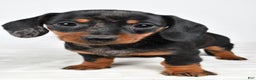 Miniature Dachshund dogs for sale: Cassandra - Ad 8