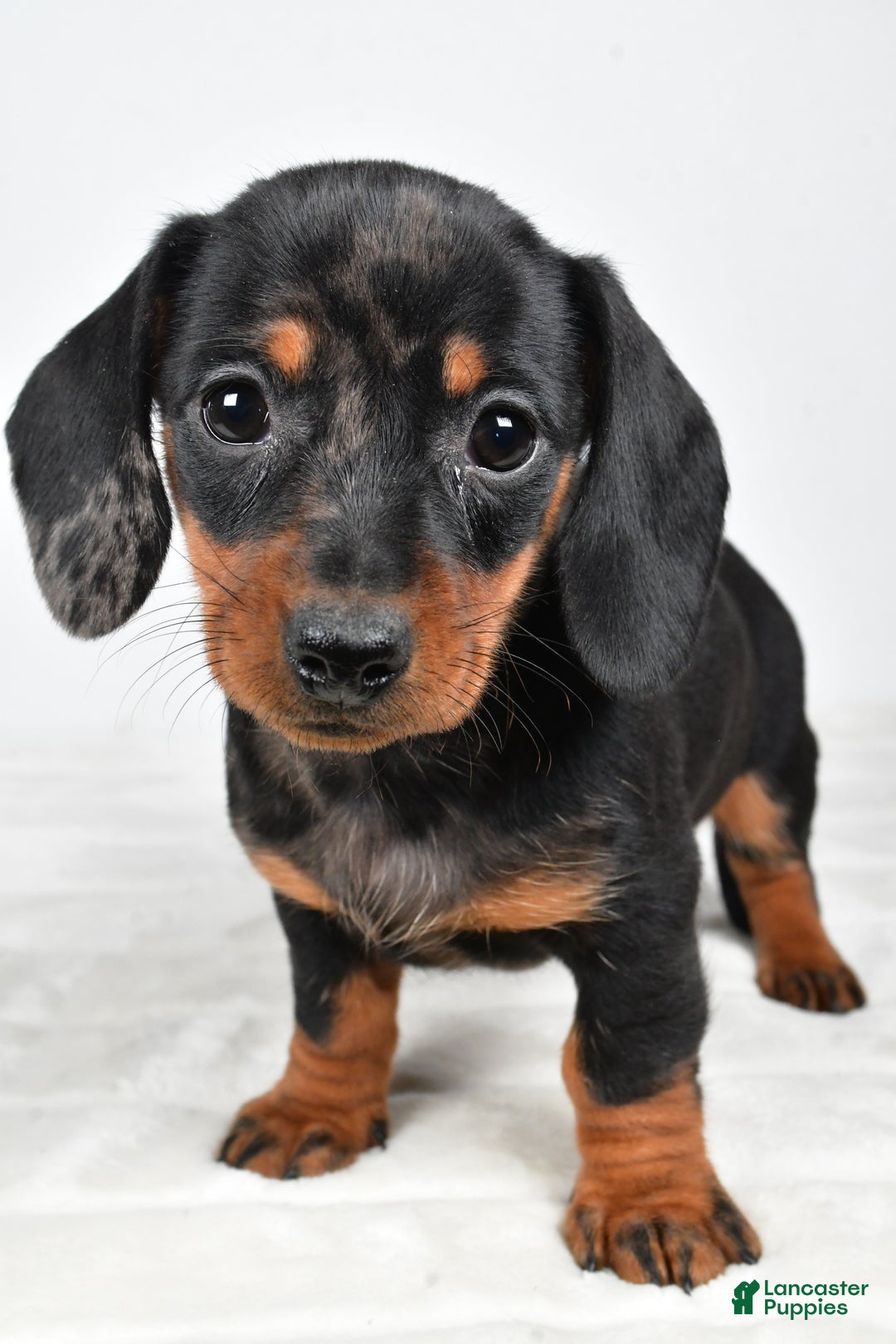 Miniature Dachshund dogs for sale: Cassandra - Ad 8