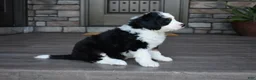 Mini Bernedoodle dogs for sale: Jazzie - Ad 10