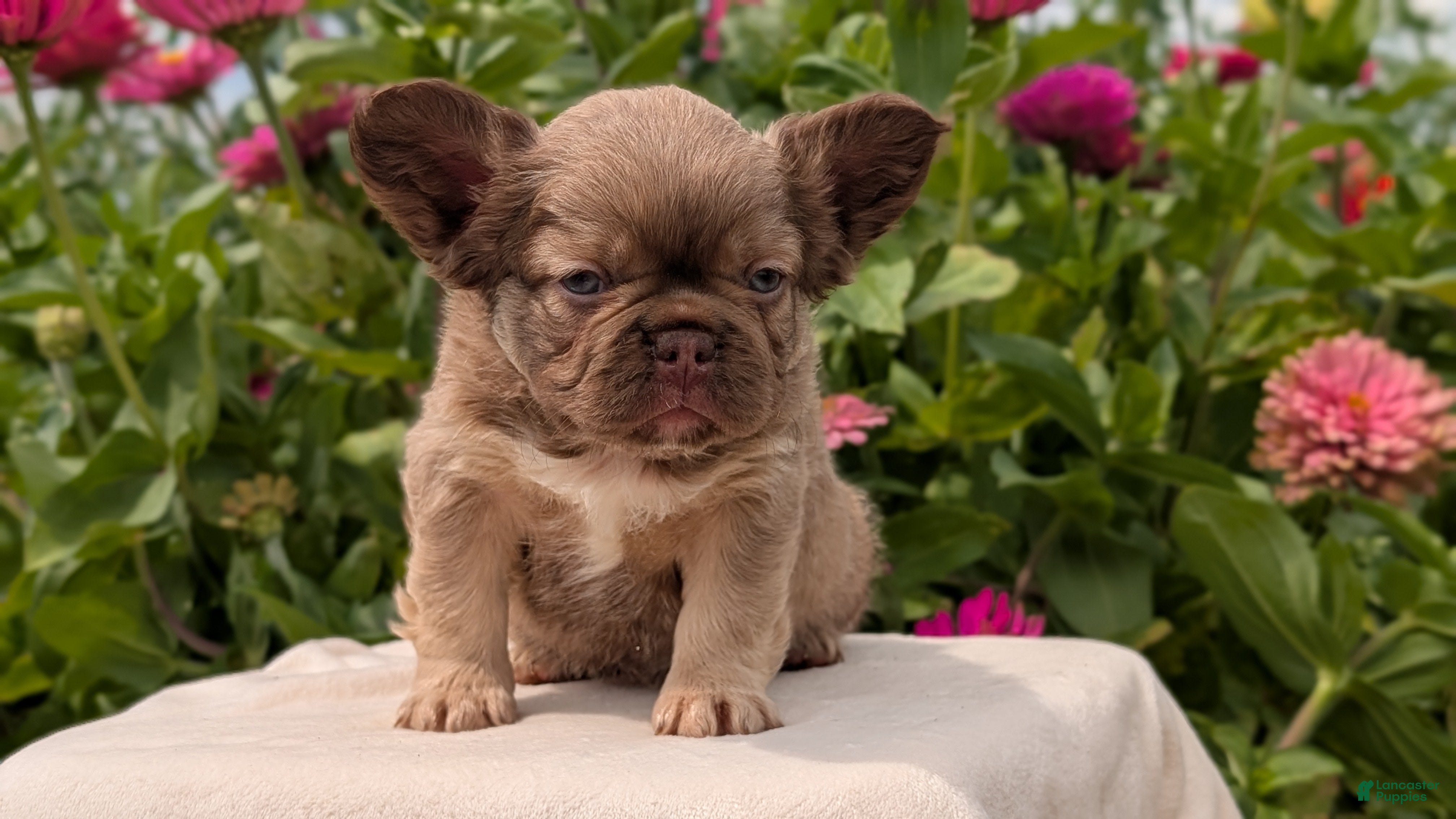 French Bulldog dogs Skye - Ad 2