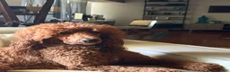 Standard Poodle dogs for sale: Puppy 2 - Ad 3