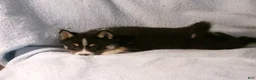 Pomsky dogs for sale: Patsy - Ad 4