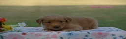 Golden Retriever dogs for sale: Lulu  - Ad 4