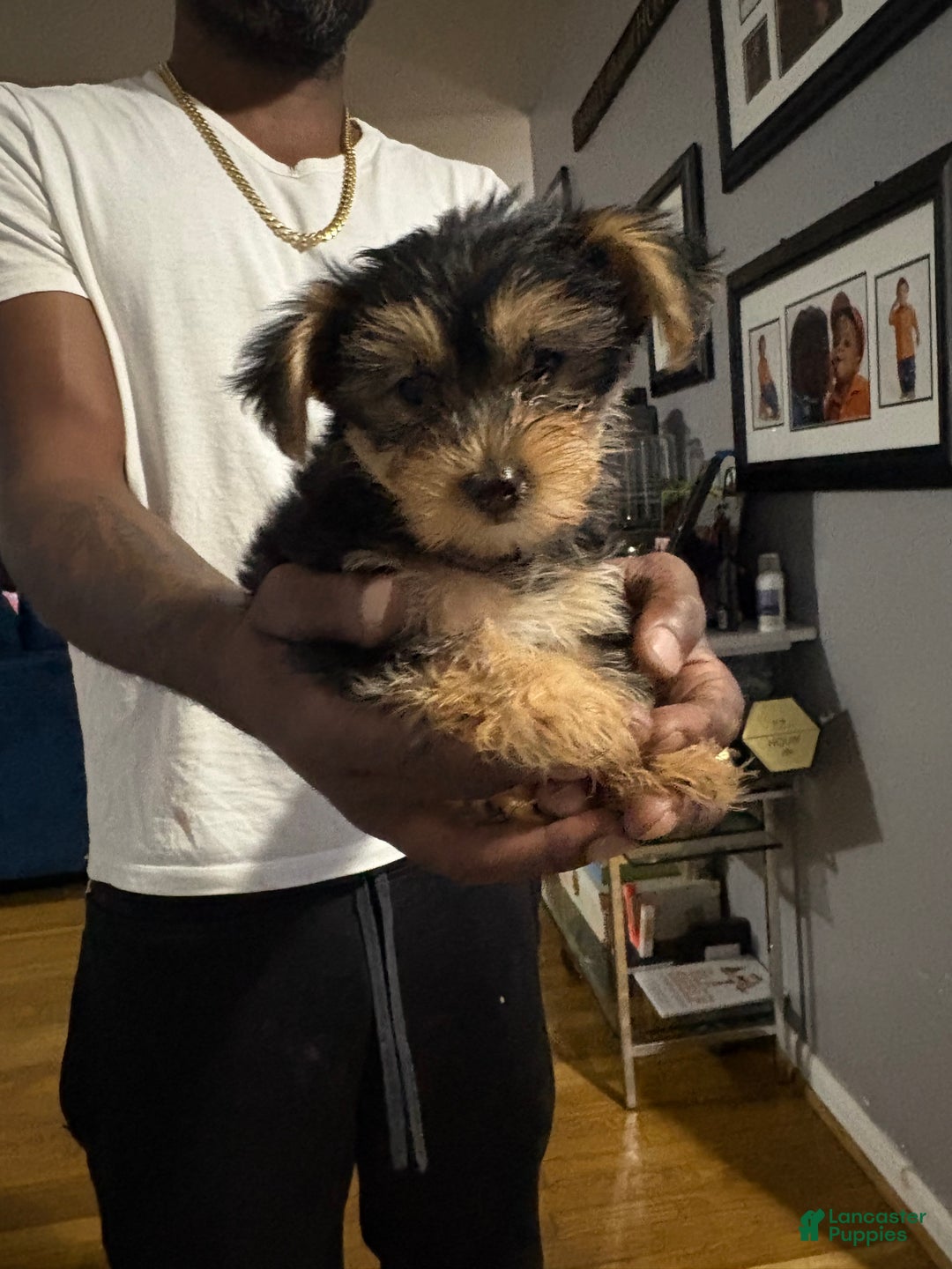Yorkshire Terrier dogs for sale: Sam - Ad 3