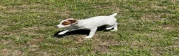 Jack Russell Terrier dogs for sale: Jack Russell Terrier Boy 1 - Ad 4