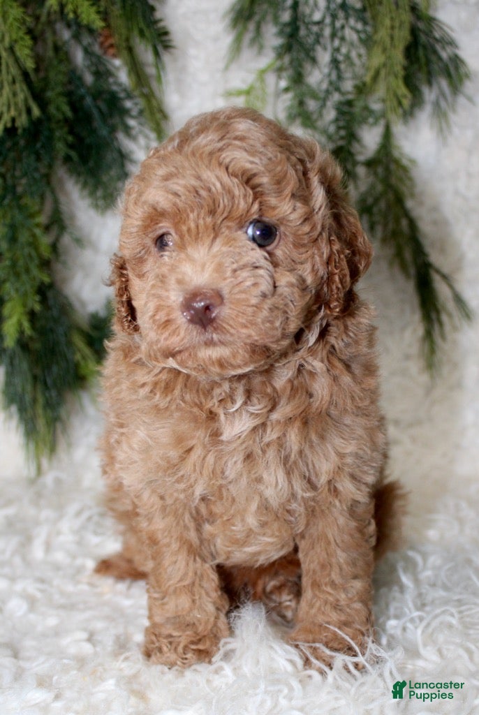 Toy Poodle dogs Toy Poodle 2 - Ad 24