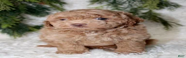 Toy Poodle 2