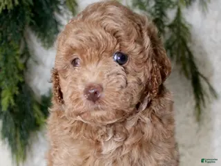 Toy Poodle dogs Toy Poodle 2 - Ad 42