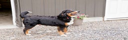 Bernese Mountain Dog dogs for sale: Will - Ad 4