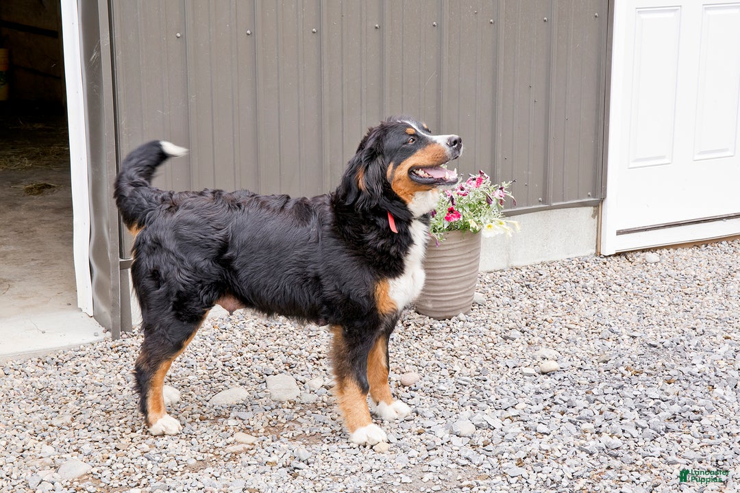 Bernese Mountain Dog dogs for sale: Will - Ad 4